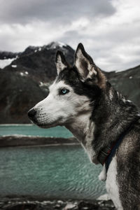 Close-up of dog looking away