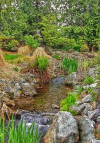 Stream flowing through forest