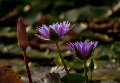 Close-up of purple crocus flower