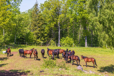 Horses on field