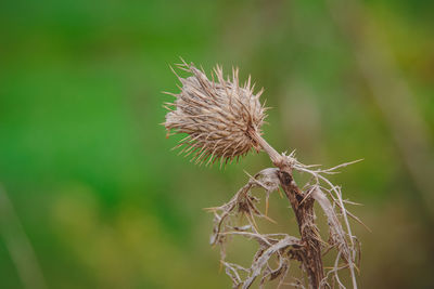 Close-up of dried thistle plant