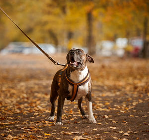 American pit bull terrier dog on a leash stands in the autumn park and looks ahead. the 