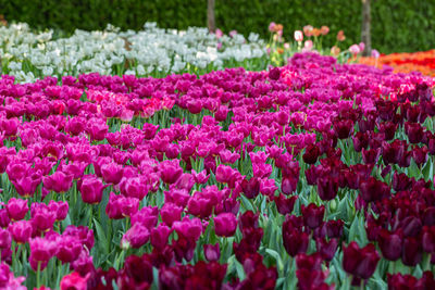 Pink tulip flowers in garden