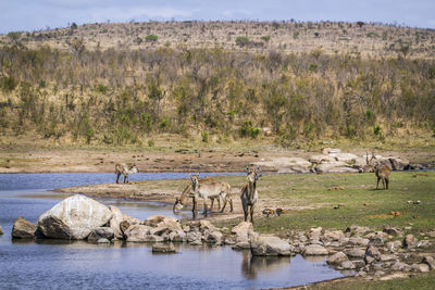 View of a drinking water from a land