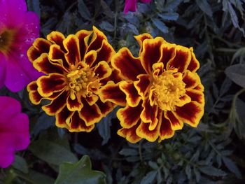 Close-up of yellow marigold flower