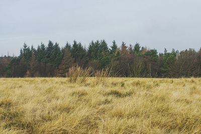 Trees on field against sky