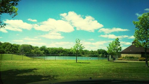 Trees growing in park