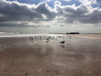 Birds on beach against sky