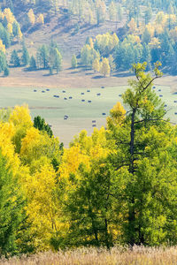 Scenic view of trees by lake