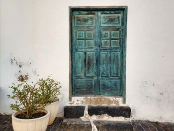 Potted plant against wall