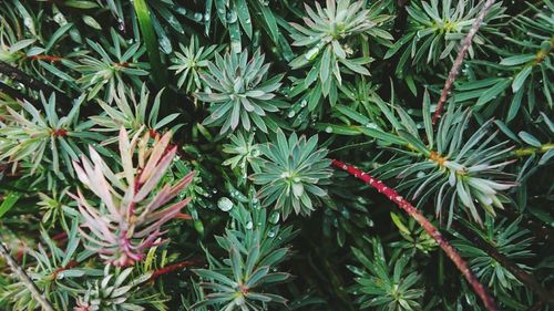 High angle view of pine tree