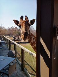 Close-up of giraffe standing by fence