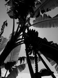 Low angle view of palm trees against sky