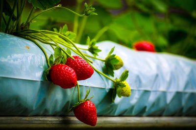 Close-up of strawberries growing in greenhouse