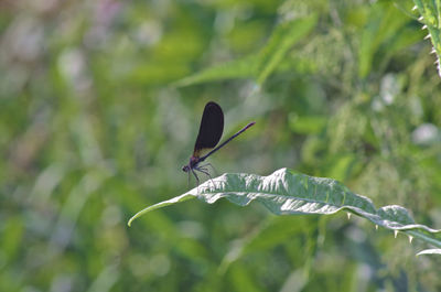 Butterfly flying