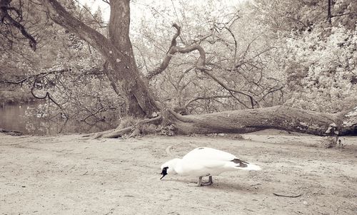 Dog on landscape against bare trees