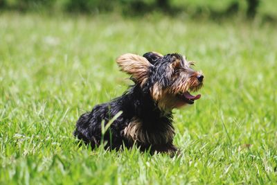 Close-up of dog sitting on grass