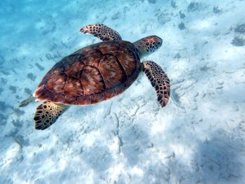  view of turtle swimming underwater