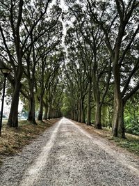 Empty road along trees in forest