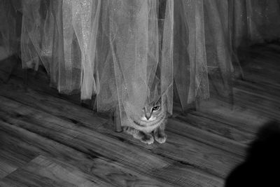 Portrait of a cat hiding under wooden floor