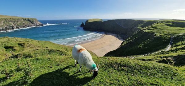 Patriotic sheep 