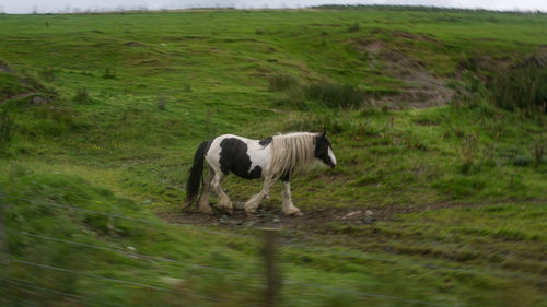 Cow grazing in field