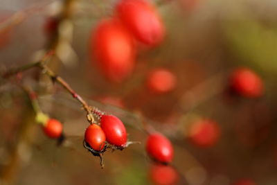 Close-up of rose hip on tree