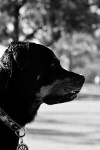 Close-up of dog looking away