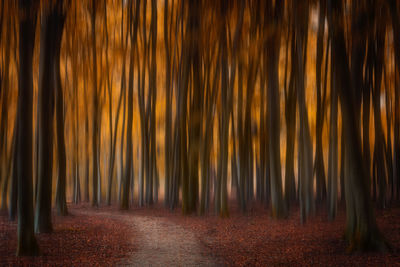 Scenic view of forest