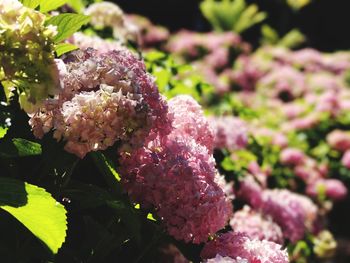 Close-up of pink flowers