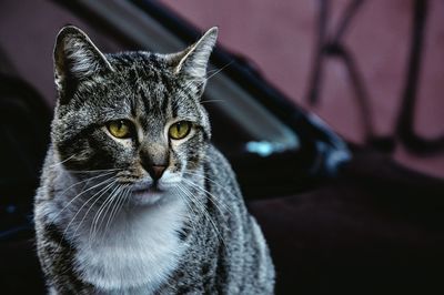 Close-up portrait of cat