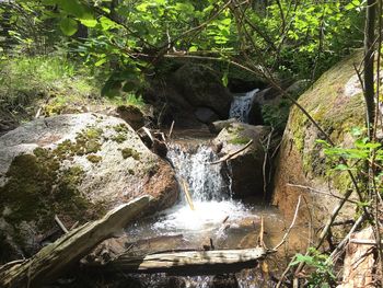 Waterfall amidst trees in forest