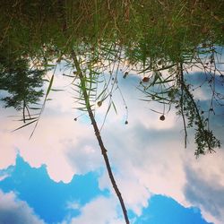 Low angle view of trees against cloudy sky