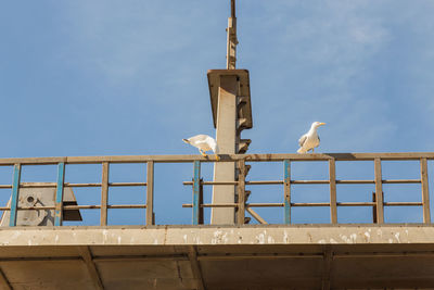 Low angle view of seagull perching on roof against sky