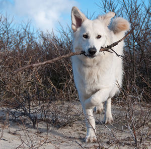 Portrait of dog with twig standing on field