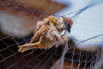 Close-up of spider