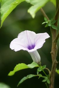 Close-up of flowers