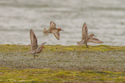 Close-up of birds flying over land