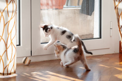 Portrait of a cat on tiled floor