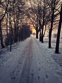 Road passing through trees