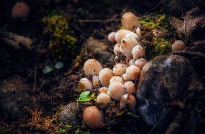 High angle view of mushrooms growing on field