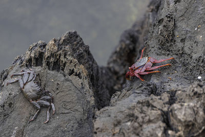 Close-up of insect on rock