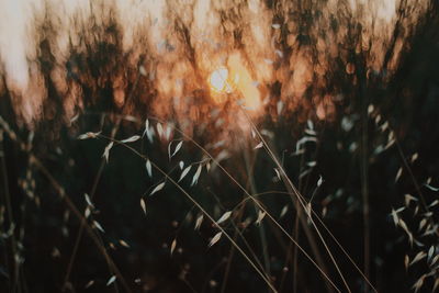 Close-up of plants growing on field