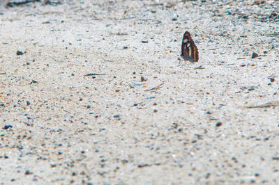 Close-up of crab on sand