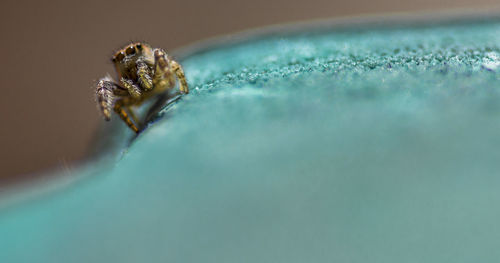 Close-up of jumping spider on fabric