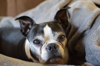 Close-up portrait of dog relaxing