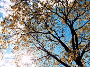 Low angle view of blooming tree against sky