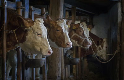 Cows at old traditional stable in staphorst netherlands. oud hollandse stal.