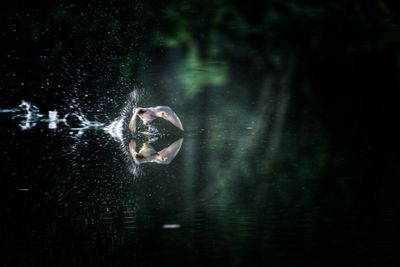 Portrait of young woman swimming in lake