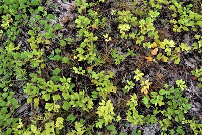 Close-up of ivy growing on plant